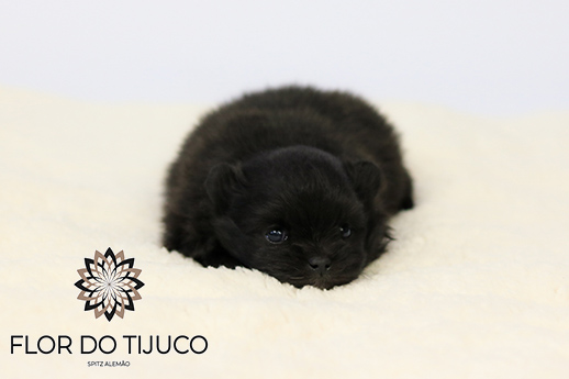 lulu da pomerânia filhote Preto 